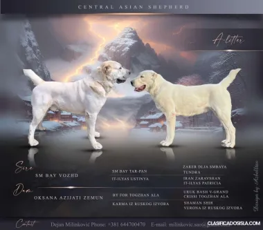 Cachorros de Pastor de Asia Central