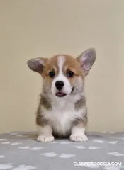 Cachorros Welsh Corgi Pembroke
