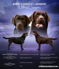 Cachorros de Labrador