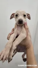 Cachorros de Galgo Italiano