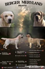 Cachorros de Labrador retriever