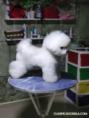 BICHÓN FRISÉ cachorros en venta