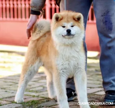 Akita Inu cachorros