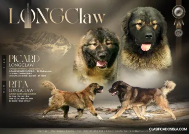 Pastor Caucásico – hermosos cachorros