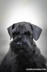  Cachorros de Schnauzer Miniatura Negros