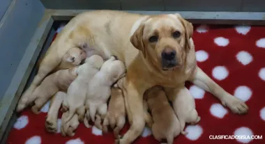 Cachorros de Labrador Retriever