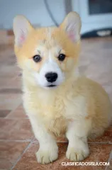 Cachorros de Welsh Corgi Pembroke