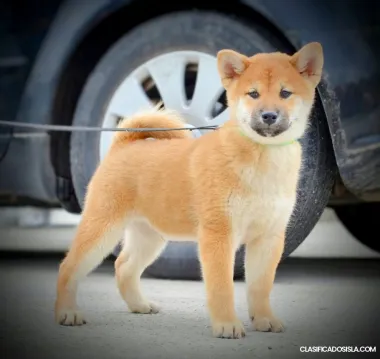 Cachorros de Shiba Inu