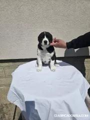 Cachorros de Pastor de Asia Central