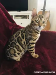 Gatita Bengalí en venta