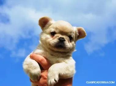 Bulldog francés fluffy