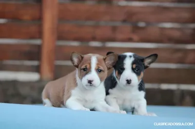 Cachorros de Basenji