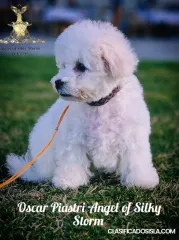 Cachorro Bichon Frisé en venta