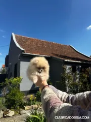 Cachorros de Spitz Pomerania