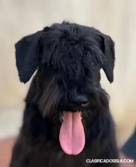 Cachorros de Schnauzer Miniatura Negros