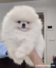 Cachorros de Pomerania Spitz