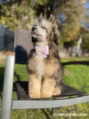 Crestado Chino macho – cachorro