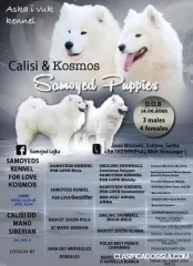 Cachorro de Samoyedo