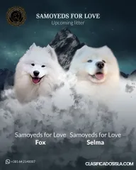 Samoyedos adultos y cachorros en venta
