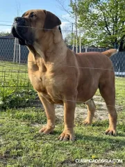 Mastín Sudafricano – Cachorros Boerboel