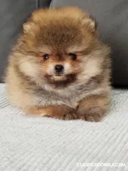 Hermosos cachorros Pomerania Spitz