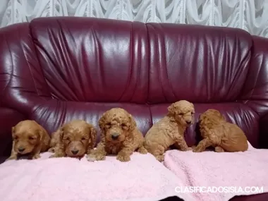 Cachorros Maltipoo