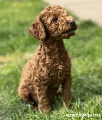 Cachorros de Caniche Toy