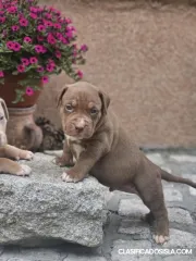 Cachorros American Bully XL en venta