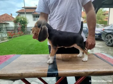 Cachorros de Beagle en venta