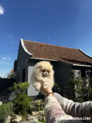 Cachorros de Pomerania Spitz