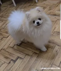 Pomerania, hermosos cachorros Boo