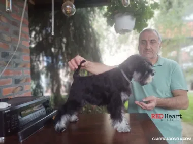 Schnauzer Miniatura Cachorra hembra