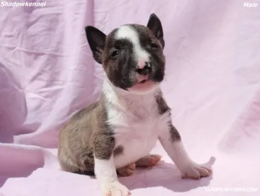Cachorros de Mini Bull Terrier
