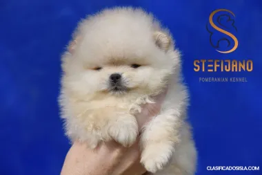 Ositos Pomerania BOO, Cachorros de Spitz Pomerania