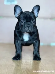 Bulldog Francés – Hermosos Cachorros