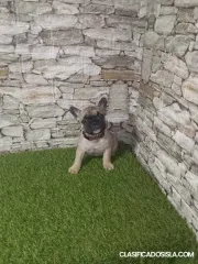 Bulldog Francés – Hermosos Cachorros