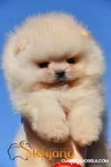 Cachorros Pomeranian Boo