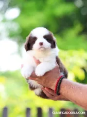 Cachorros de Border Collie