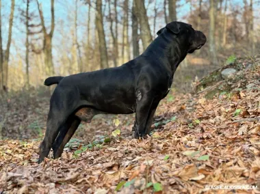 Mastín Sudafricano – Cachorros de Boerboel