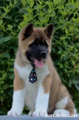 Cachorros de Akita Americano