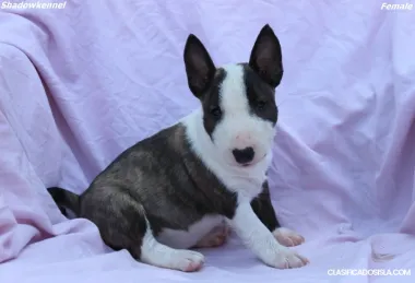 Mini Bull Terrier – Hermosos Cachorros