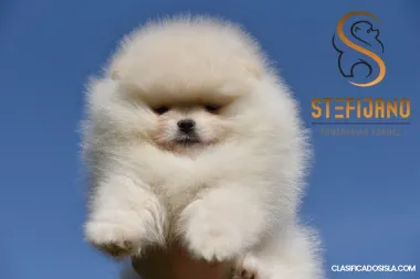 Cachorros de Pomerania Boo