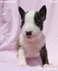 Cachorros de Mini Bull Terrier