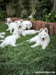 Cachorros de Pastor Blanco Suizo