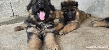 Cachorros de Pastor Alemán de Pelo Largo