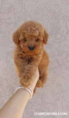 Cachorros de Caniche Enano y Toy