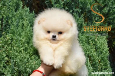 Pomeranian Boo Cachorros