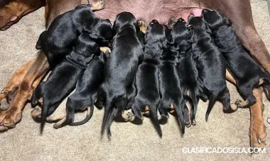 Doberman cachorros 