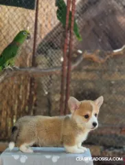 Welsh Corgi Pembroke – Cachorros Hermosos