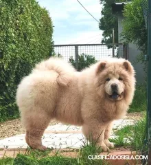 Cachorros Chow Chow